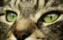 Jak koty podbiły świat – zdradza to DNA z egipskich mumii i portów wikingów