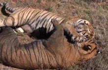 Ostra walka dwóch tygrysów
