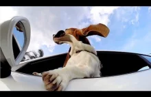 GoPro: Pies i Porsche