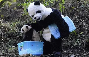 Aby przygotować małe pandy do życia na wolności trzeba wyglądać jak... panda.