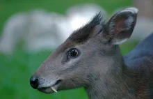 Jelonek czubaty - jeleń z kłami wampira. Piękne zdjęcia pięknego zwierzęcia.