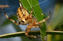 Krzyżak ogrodowy (Araneus diadematus) – nieznane oblicze, znanego pająka