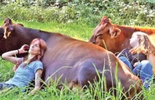 Przytulanie się do krów - nowy trend w odnowie biologicznej
