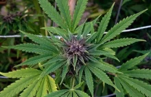 Marijuana Legalization in CO: Crime Down, Revenues Up