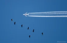 Airbus i kormorany