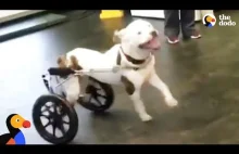 Sparaliżowany psiak dostaje psi wózek inwalidzki