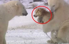 Misie polarne spędzają czas razem z psami