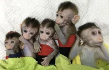 Chińscy i amerykańscy naukowcy wspólnie stworzyli ludzko-małpie hybrydy.
