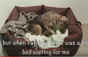 Śpiący całe życie na betonie pies po raz pierwszy kładzie się w łóżku...