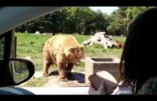 Niesamowity niedźwiedź.