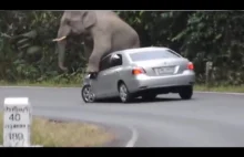 Słoń w zoo pilnuje cwaniaczków