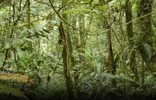 NASA: dobre wieści na temat lasów i dwutlenku węgla