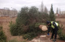 Nielegalna wycinka drzew w Poznaniu. Kara może być gigantyczna