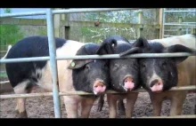 Karmienie świń