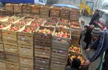 Od środy Rosja zakazuje importu jabłek z 31 białoruskich firm