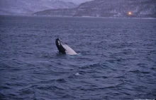 Tromso - wyprawa w poszukiwaniu wielorybów