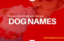 Dog Names: Unique List of Male and Female Dog Names