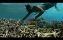 Ogrodnictwo koralowe na Fidżi