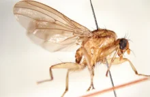 Wrocławski naukowiec odkrył nowy gatunek muchówki i nazwał imieniem posła...