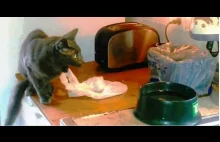 Wystrzałowy kot - pogromca tostera
