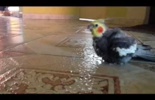 Jak papuga bierze prysznic?