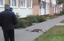 Policjant zastrzelił agresywnego psa