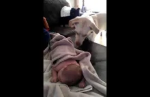 Pies przykrywa kocykiem małe dziecko