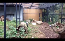 Pantera śnieżna popisuje sie przed zwiedzającymi nowojorskie zoo