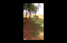 Nokaut w pierwszej rundzie