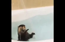 Udomowiona wydra i jej pierwszy kontakt z wodą
