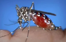 Obrońca praw zwierząt apeluje by nie zabijać komarów i pozwolić im pić krew