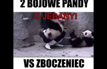 Dwie bojowe pandy