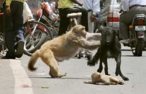 Małpia mama ratuje dziecko przed rozjechaniem i psem