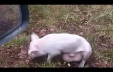 Chernobyl Pig / świnia w lesie 2 / pig in the forest 2