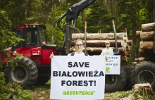 Blokada wycinki w Puszczy Białowieskiej rozpoczęta