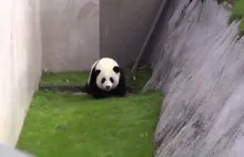 Zabawa z małą pandą w Japonii