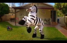 Tańcząca zebra