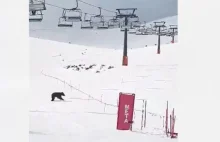Niedźwiedź na stoku narciarskim w Zakopanem! [WIDEO]