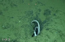Naukowcy zajrzeli 3 km pod powierzchnię Oceanu Spokojnego. Oto, co...