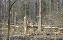 [video] Tak wygląda Puszcza Białowieska "uratowana" przez "ekologów" i TSUE...