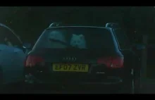 Rare Samoyeds in the back of travellers car