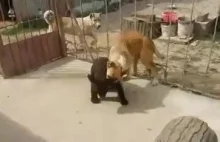 Brać się za bary z niedźwiedziem