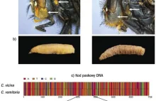 Biologiczna metka - nowe możliwości identyfikacji gatunków