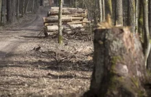 Polska przegrała spór o Białowieżę z Brukselą