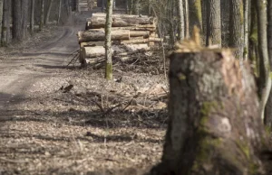 Polska przegrała spór o Białowieżę z Brukselą