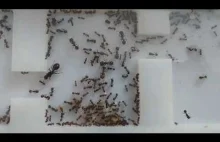 Moja kolonia mrówek "zdobywa" jedzenie.