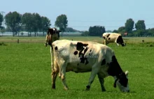 Holandia liderem produkcji mleka w Europie