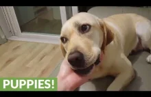 Pies, który nie potrafi powstrzymać się od żucia skarpetek