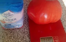 Pani Genowefa z Sandomierza wyhodowała pomidora – giganta