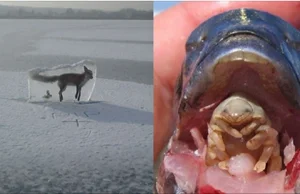 Te zdjęcia pokazują, ze natura potrafi być brutalna! Niektóre zdjęcia mogą...